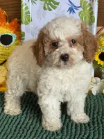 Bonnie, a female Miniature Goldendoodle for sale in Gaffney, SC – 4 of 4