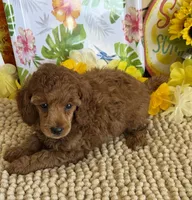 Lucy, a female Poodle - Miniature  for sale in Gaffney, SC – 3 of 4