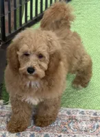 Thompson, a male Miniature Goldendoodle for sale in Gaffney, SC – 3 of 6