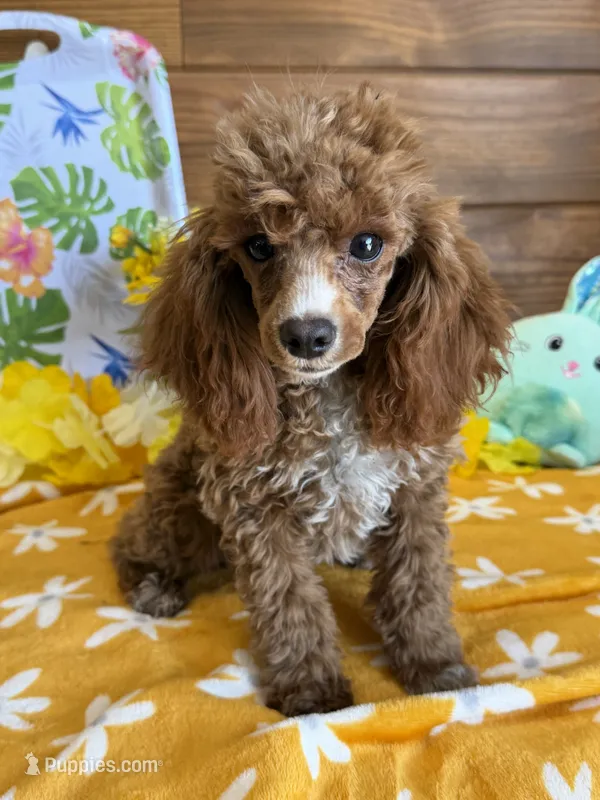 Pixie – Poodle - Toy  puppy for sale in Gaffney, SC