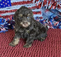 Snickers, a female Cockapoo for sale in Gaffney, SC – 3 of 4