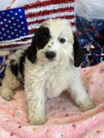 Oreo, a female Miniature Labradoodle for sale in Gaffney, SC – 2 of 4