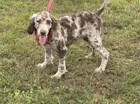 Speck, a male Labradoodle for sale in Gaffney, SC – 2 of 3