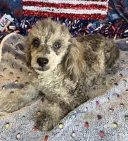Puzzle, a male Poodle - Toy  for sale in Gaffney, SC – 5 of 5