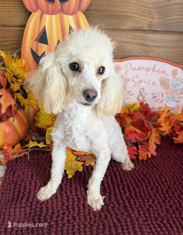 Pansy – Poodle - Toy  puppy for sale in Gaffney, SC