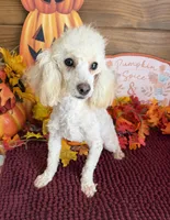 Pansy, a female Poodle - Toy  for sale in Gaffney, SC – 1 of 3