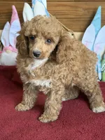 Finn, a male Poodle - Toy  for sale in Gaffney, SC – Photo 1 of 4