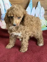Finn, a male Poodle - Toy  for sale in Gaffney, SC – Photo 4 of 4
