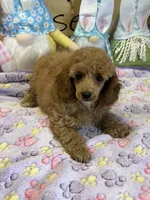 Finn, a male Poodle - Toy  for sale in Gaffney, SC – 3 of 4