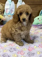 Finn, a male Poodle - Toy  for sale in Gaffney, SC – 1 of 4