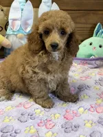 Finn, a male Poodle - Toy  for sale in Gaffney, SC – 4 of 4