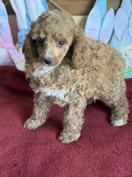 Finn, a male Poodle - Toy  for sale in Gaffney, SC – Photo 2 of 4
