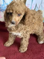 Finn, a male Poodle - Toy  for sale in Gaffney, SC – Photo 3 of 4