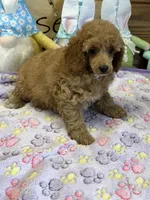 Finn, a male Poodle - Toy  for sale in Gaffney, SC – 2 of 4