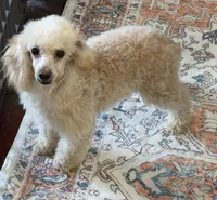 Pansy, a female Poodle - Toy  for sale in Gaffney, SC – 2 of 7