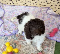 Marie, a female Miniature Goldendoodle for sale in Gaffney, SC – 7 of 7