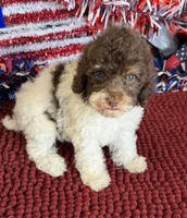 Millie, a female Cockapoo for sale in Gaffney, SC – 2 of 4