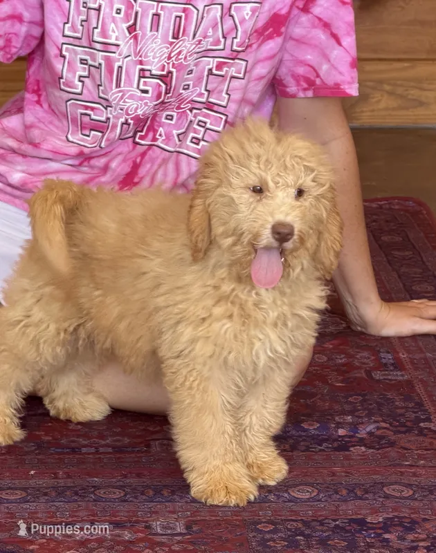Taffy – Miniature Labradoodle puppy for sale in Gaffney, SC