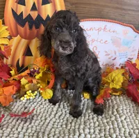 Snickers, a female Cockapoo for sale in Gaffney, SC – 2 of 4