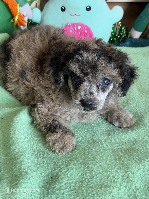 Romance – Poodle - Toy  puppy for sale in Gaffney, SC