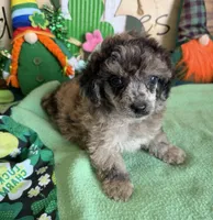 Romance, a female Poodle - Toy  for sale in Gaffney, SC – Photo 2 of 3