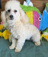 Newton, a male Poodle - Toy  for sale in Gaffney, SC – 4 of 5