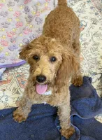 Tanzy, a female Miniature Labradoodle for sale in Gaffney, SC – 4 of 4