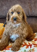 Piper, a female Miniature Labradoodle for sale in Gaffney, SC – 4 of 5