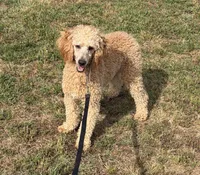 Ben, a male Poodle - Miniature  for sale in Gaffney, SC – 2 of 5