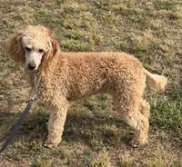 Ben, a male Poodle - Miniature  for sale in Gaffney, SC – 3 of 5