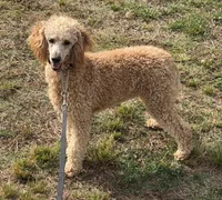 Ben, a male Poodle - Miniature  for sale in Gaffney, SC – 4 of 5