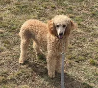 Ben, a male Poodle - Miniature  for sale in Gaffney, SC – 5 of 5