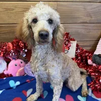 Ben, a male Poodle - Miniature  for sale in Gaffney, SC – Photo 3 of 3