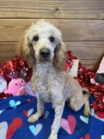 Ben, a male Poodle - Miniature  for sale in Gaffney, SC – Photo 3 of 3