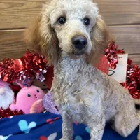 Ben, a male Poodle - Miniature  for sale in Gaffney, SC – Photo 1 of 3