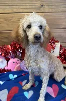 Ben, a male Poodle - Miniature  for sale in Gaffney, SC – Photo 1 of 3
