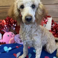 Ben, a male Poodle - Miniature  for sale in Gaffney, SC – Photo 2 of 3