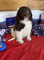 Marie, a female Miniature Goldendoodle for sale in Gaffney, SC – 3 of 7
