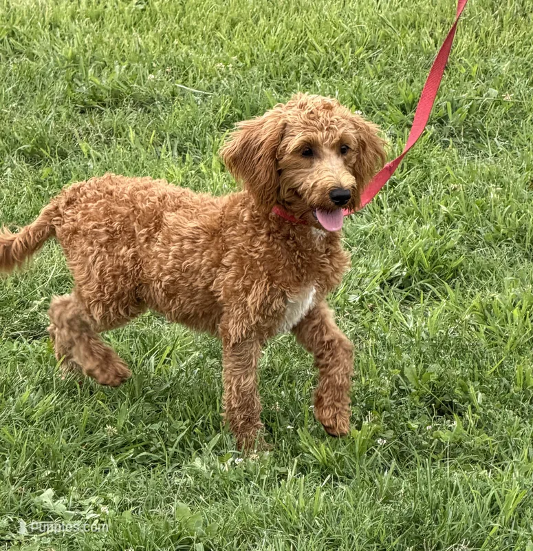 Tanzy – Miniature Labradoodle puppy for sale in Gaffney, SC