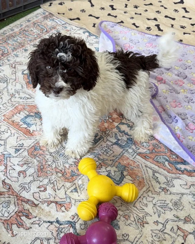 Sara – Miniature Goldendoodle puppy for sale in Gaffney, SC