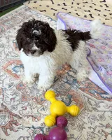 Sara, a female Miniature Goldendoodle for sale in Gaffney, SC – 1 of 7