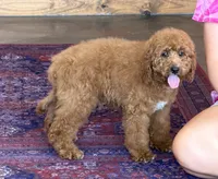 Maverick, a male Miniature Labradoodle for sale in Gaffney, SC – 2 of 4