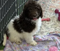 Marie, a female Miniature Goldendoodle for sale in Gaffney, SC – 6 of 7