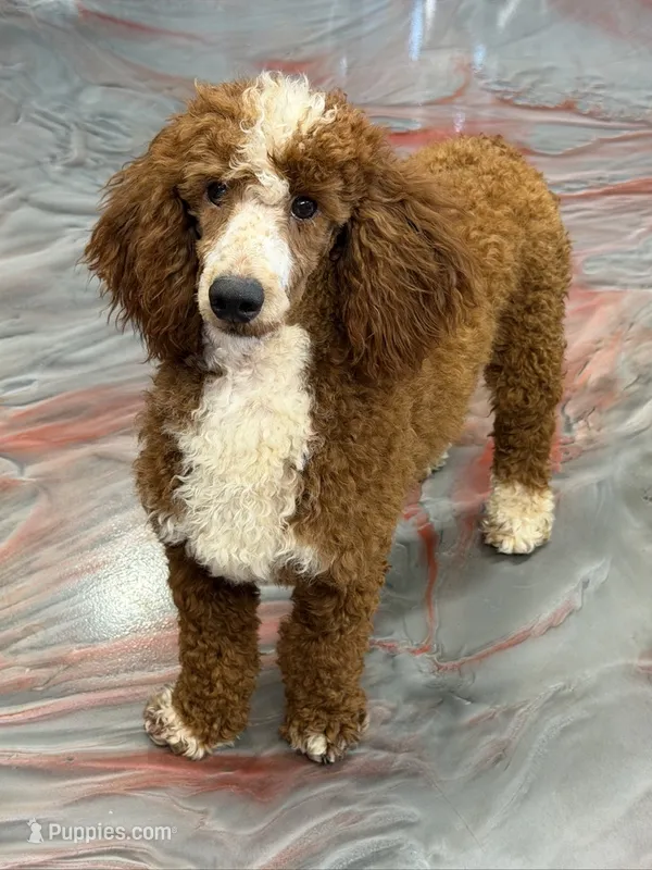 Huck – Poodle - Miniature  puppy for sale in Gaffney, SC