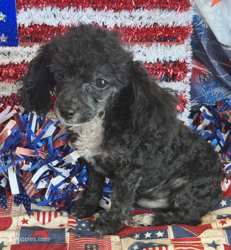 Cory – Poodle - Toy  puppy for sale in Gaffney, SC