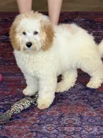 Travis, a male Miniature Goldendoodle for sale in Gaffney, SC – 2 of 4