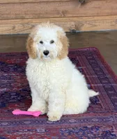 Travis, a male Miniature Goldendoodle for sale in Gaffney, SC – 3 of 4