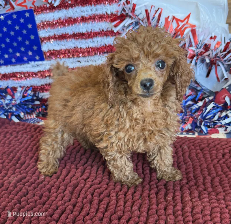 Cinnamon – Poodle - Toy  puppy for sale in Gaffney, SC
