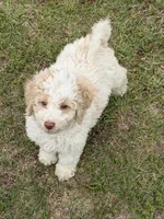 Spirit, a male Miniature Goldendoodle for sale in Gaffney, SC – 4 of 9