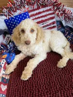 Spirit, a male Miniature Goldendoodle for sale in Gaffney, SC – 4 of 5